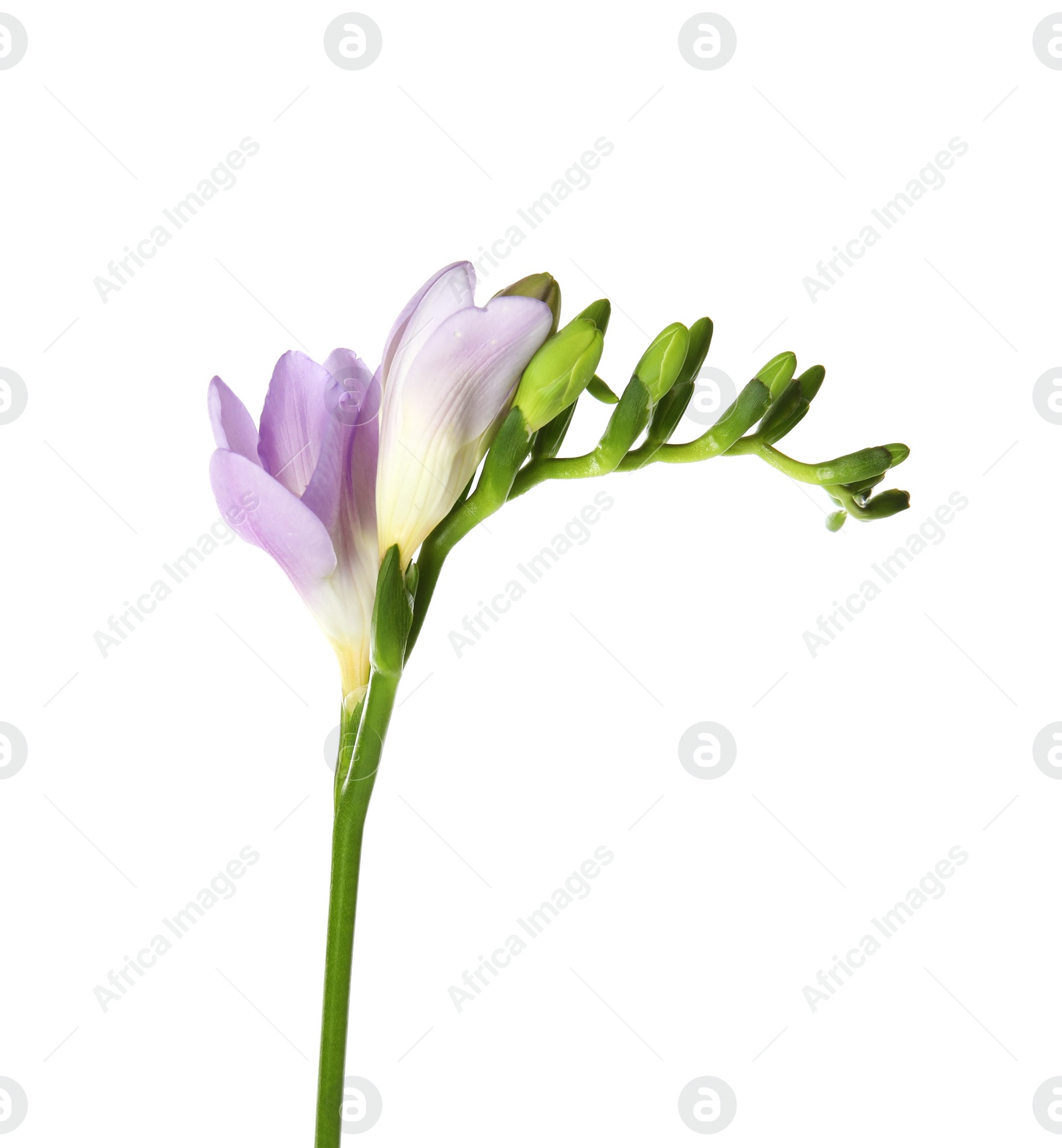 Photo of Beautiful freesia with fragrant flowers on white background