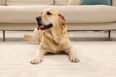 Photo of Cute Labrador Retriever on floor in living room