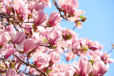 Photo of Beautiful magnolia tree with pink blossom outdoors. Spring season