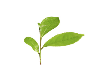 Photo of Green leaves of tea plant isolated on white