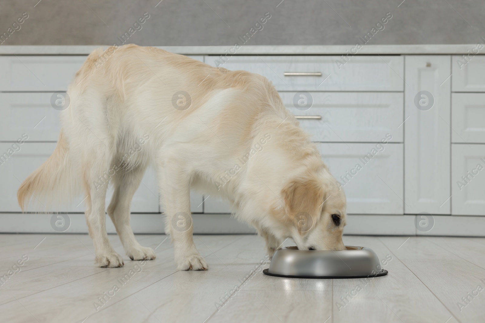 Photo of Cute Labrador Retriever eating from metal bowl in kitchen