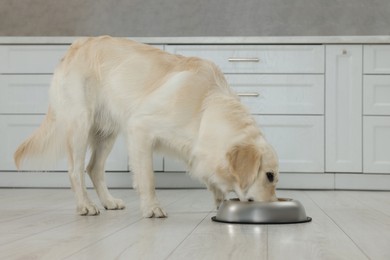 Photo of Cute Labrador Retriever eating from metal bowl in kitchen