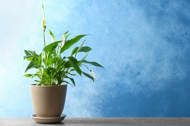 Photo of Pot with peace lily on table against color wall. Space for text