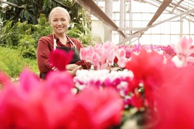 Photo of Mature woman in greenhouse among blooming flowers. Home gardening
