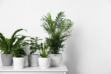 Photo of Many different houseplants in pots on chest of drawers near white wall, space for text