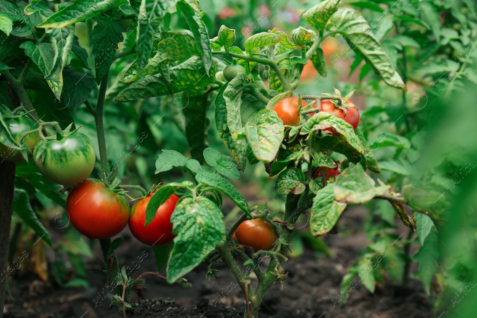 Photo of Beautiful green plants with ripening tomatoes in garden