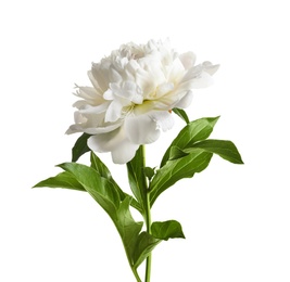 Beautiful blooming peony flower on white background