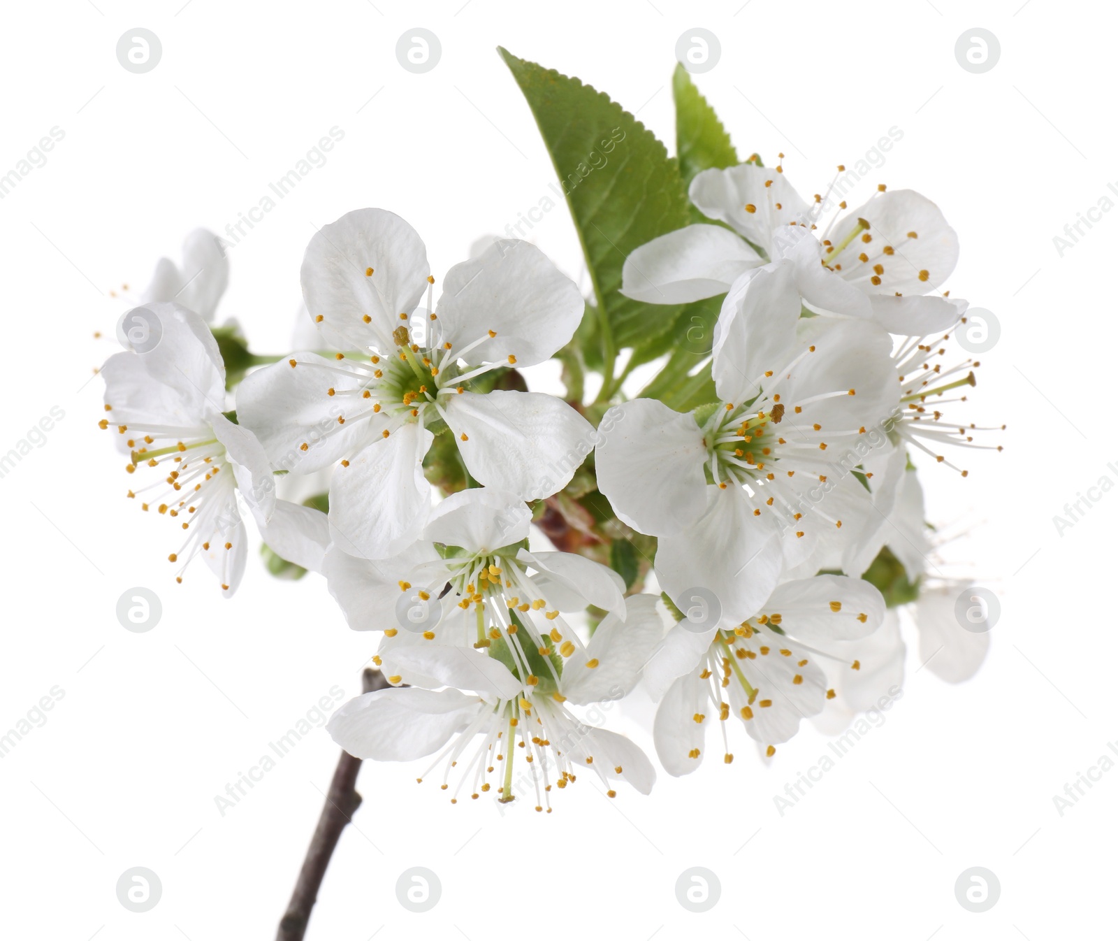 Photo of Spring branch with beautiful blossoms and leaves isolated on white