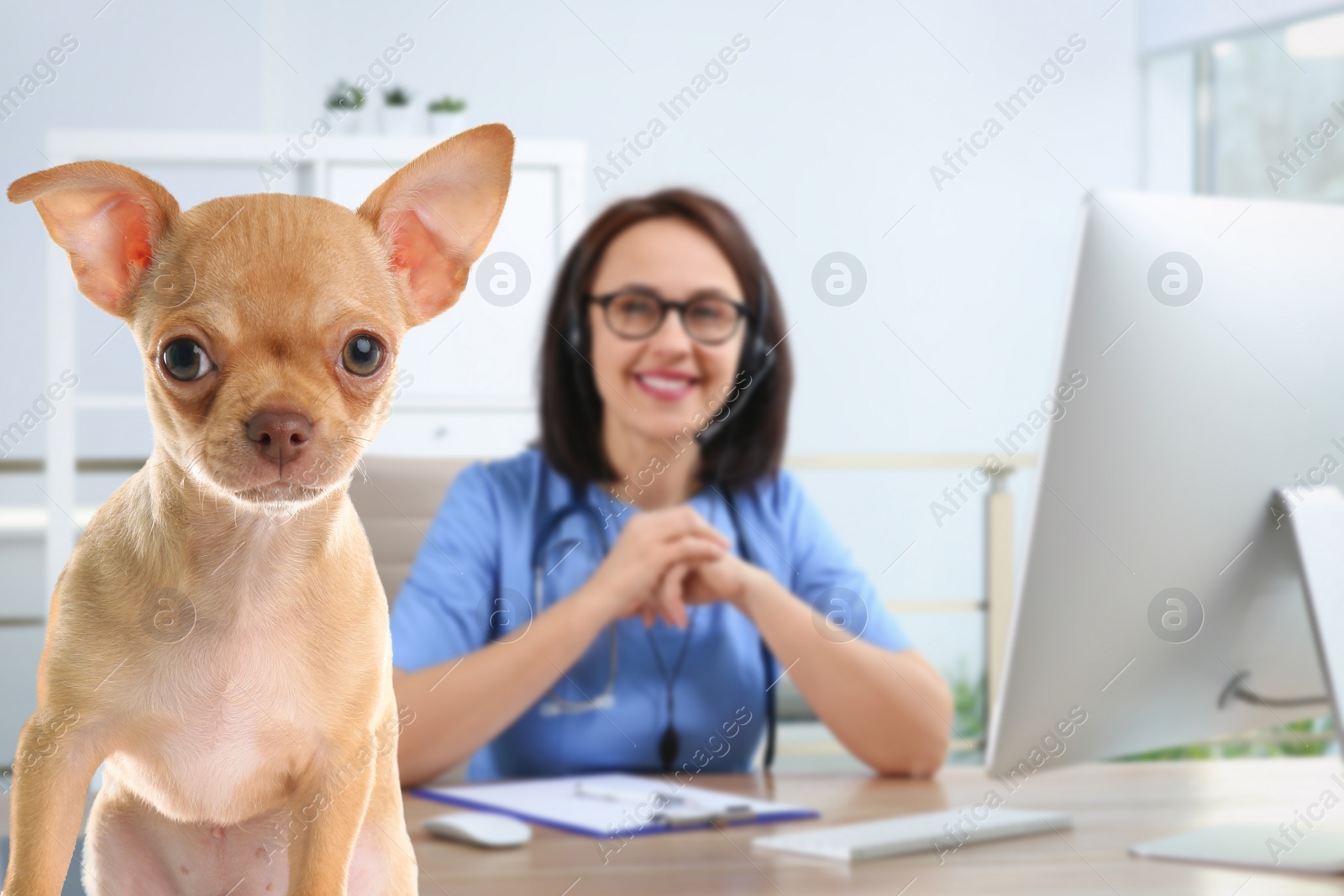 Image of Veterinarian doc with adorable dog in clinic