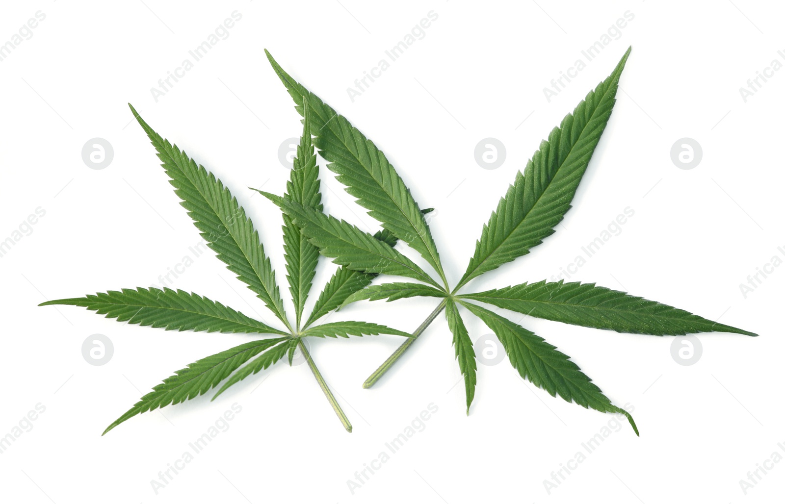 Photo of Fresh green hemp leaves isolated on white, top view