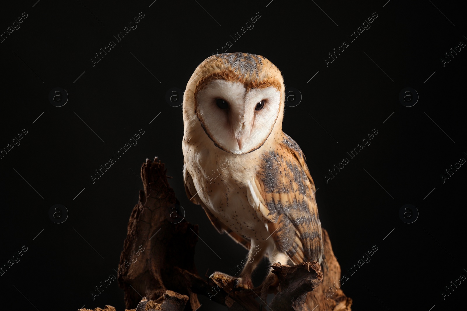 Photo of Beautiful common barn owl on tree against black background