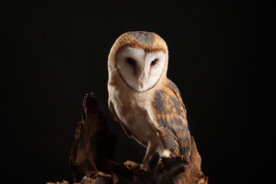 Photo of Beautiful common barn owl on tree against black background