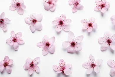 Photo of Beautiful spring tree blossoms on white background, flat lay