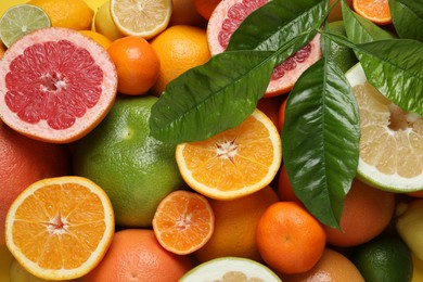 Different ripe citrus fruits with green leaves as background, top view