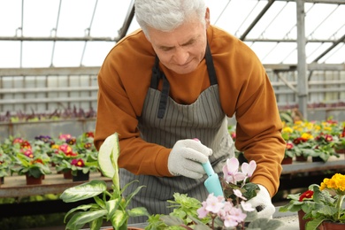 Photo of Mature man potting flower in greenhouse. Home gardening