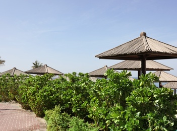 Photo of Exotic plants and beach umbrellas at tropical resort on sunny day