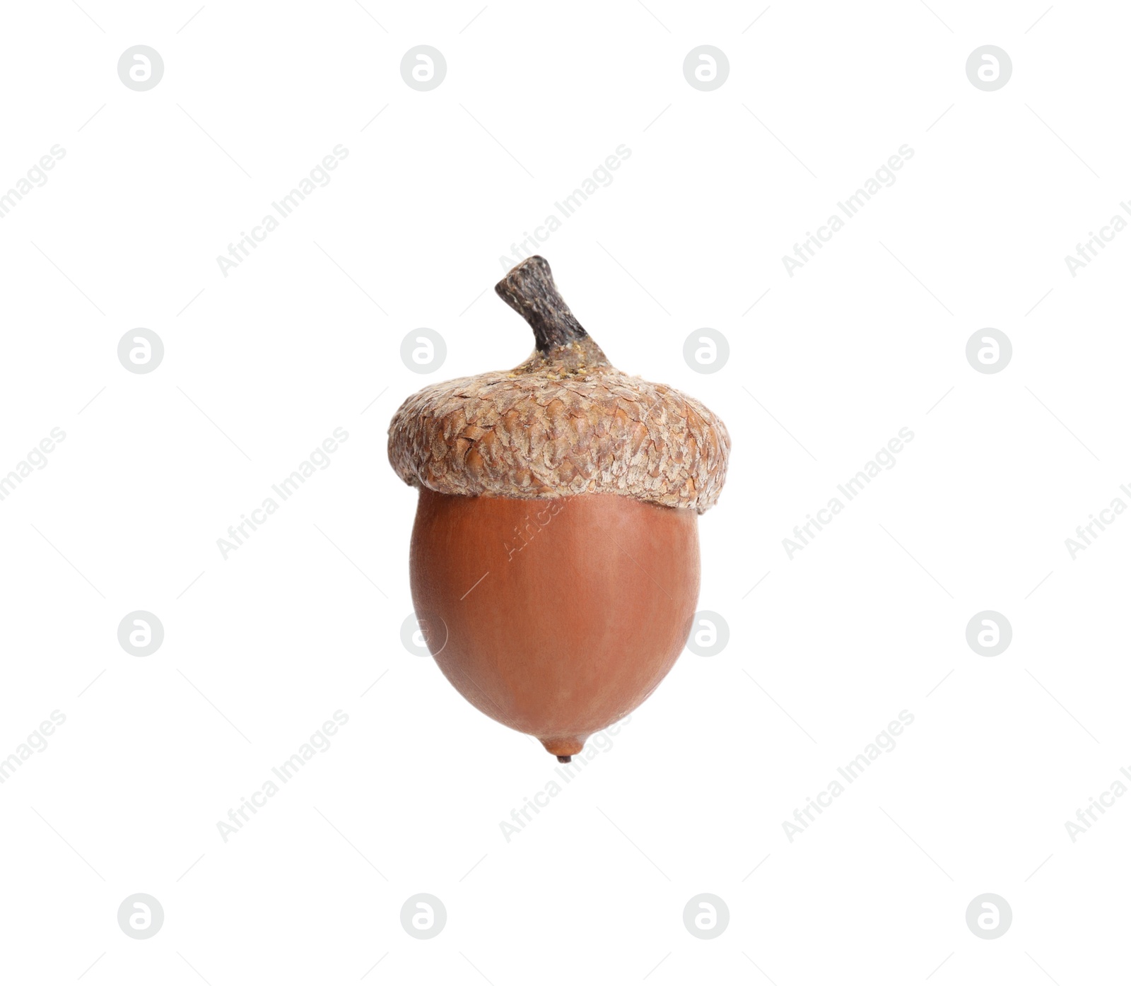 Photo of One beautiful brown acorn isolated on white