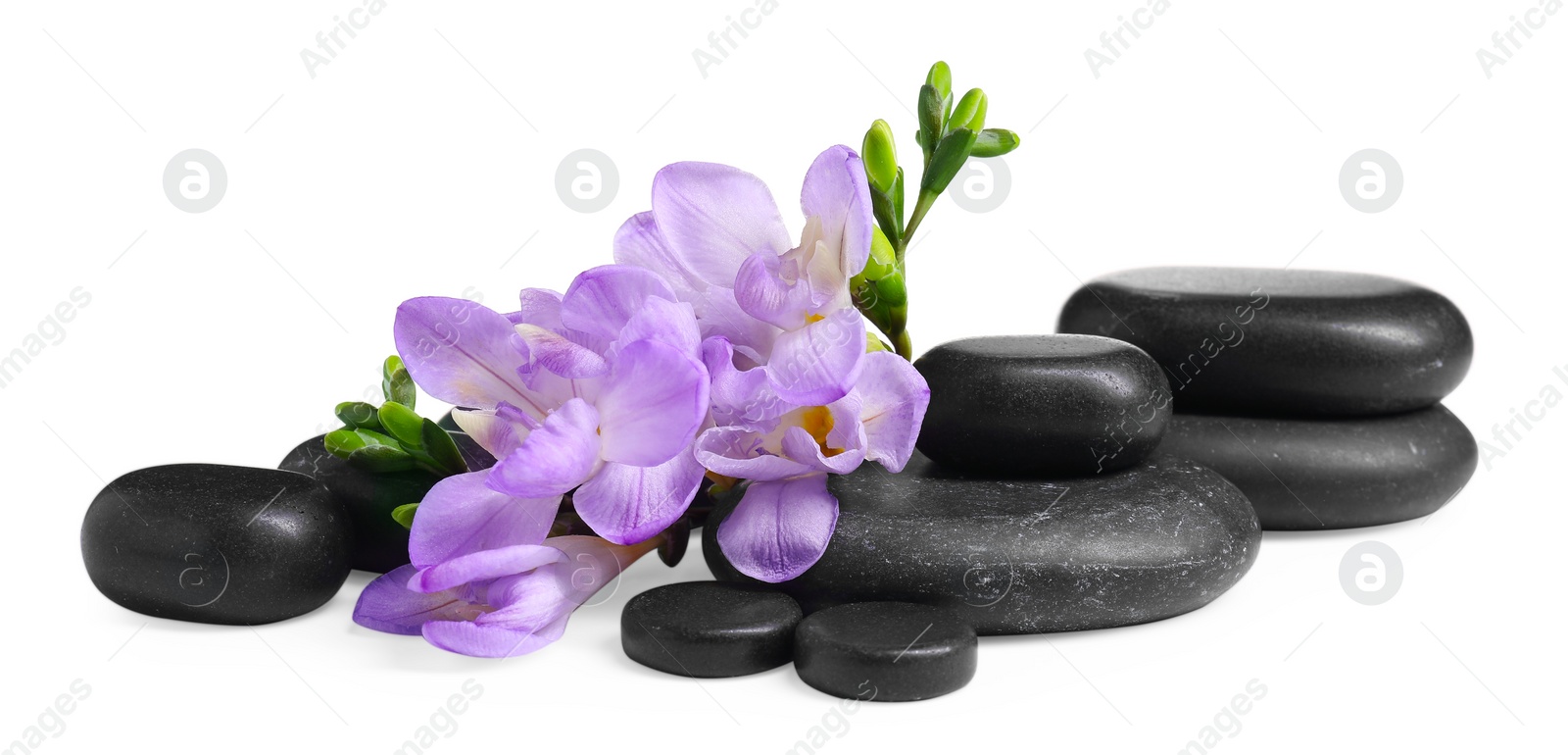 Photo of Beautiful violet freesia flowers and stones isolated on white