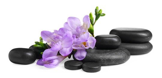 Photo of Beautiful violet freesia flowers and stones isolated on white