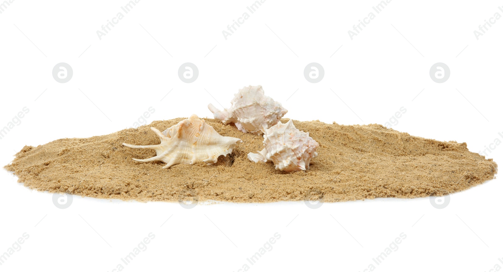 Photo of Composition with beach sand and shells on white background