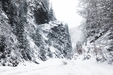 Picturesque view of road near snowy forest on winter day