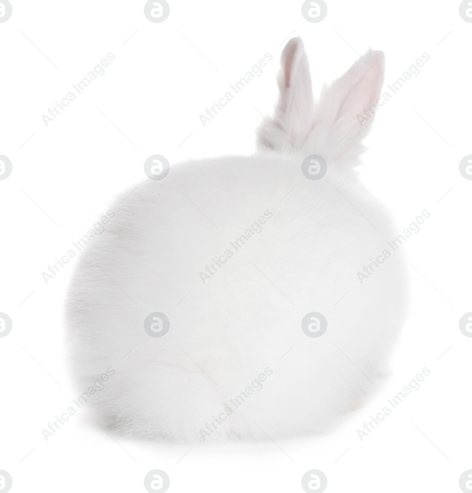 Photo of Fluffy rabbit on white background. Cute pet