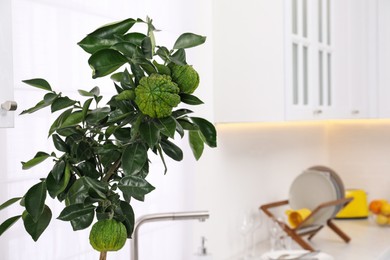 Bergamot tree with ripe fruits in kitchen. Space for text