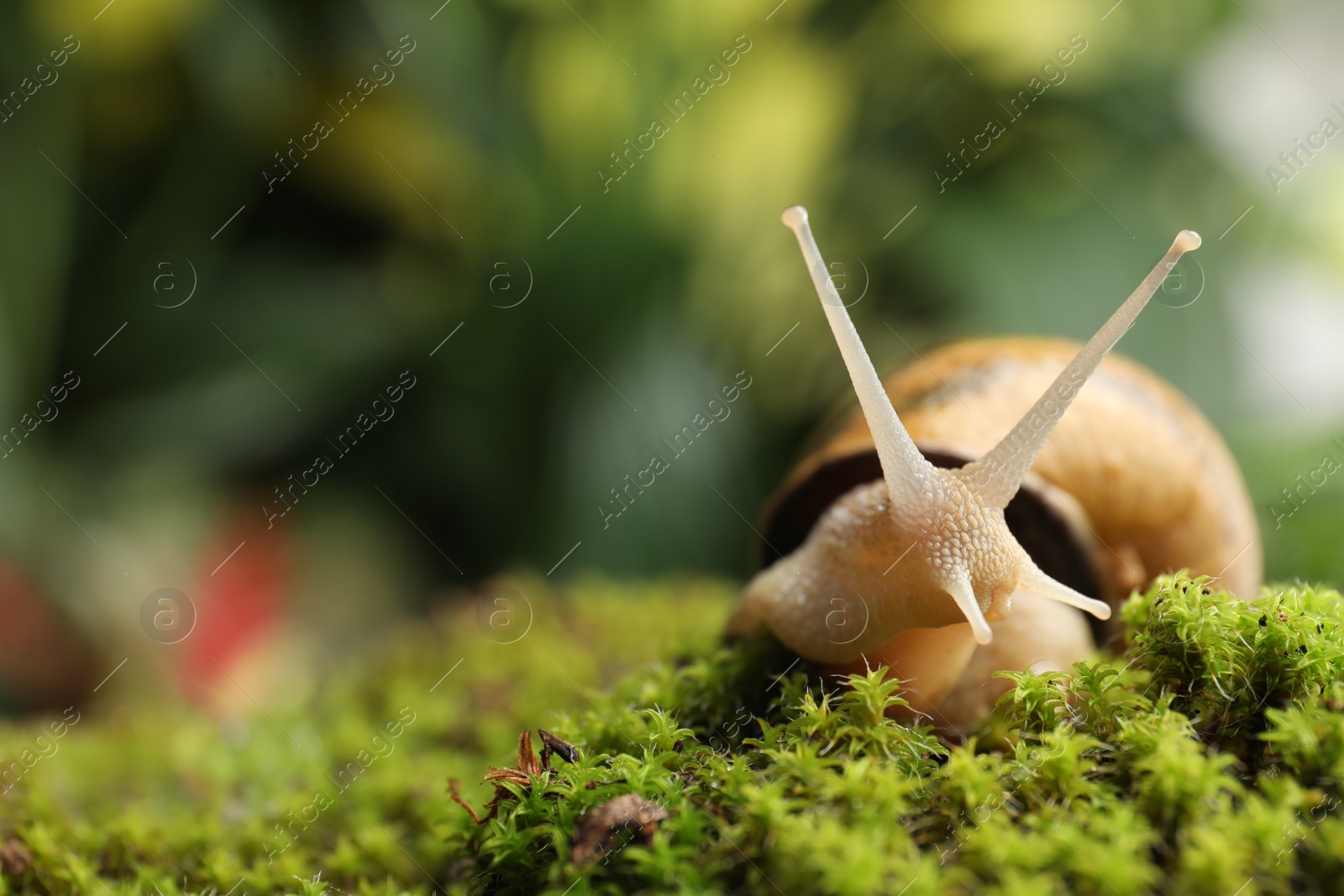 Photo of Common garden snail crawling on green moss outdoors, closeup