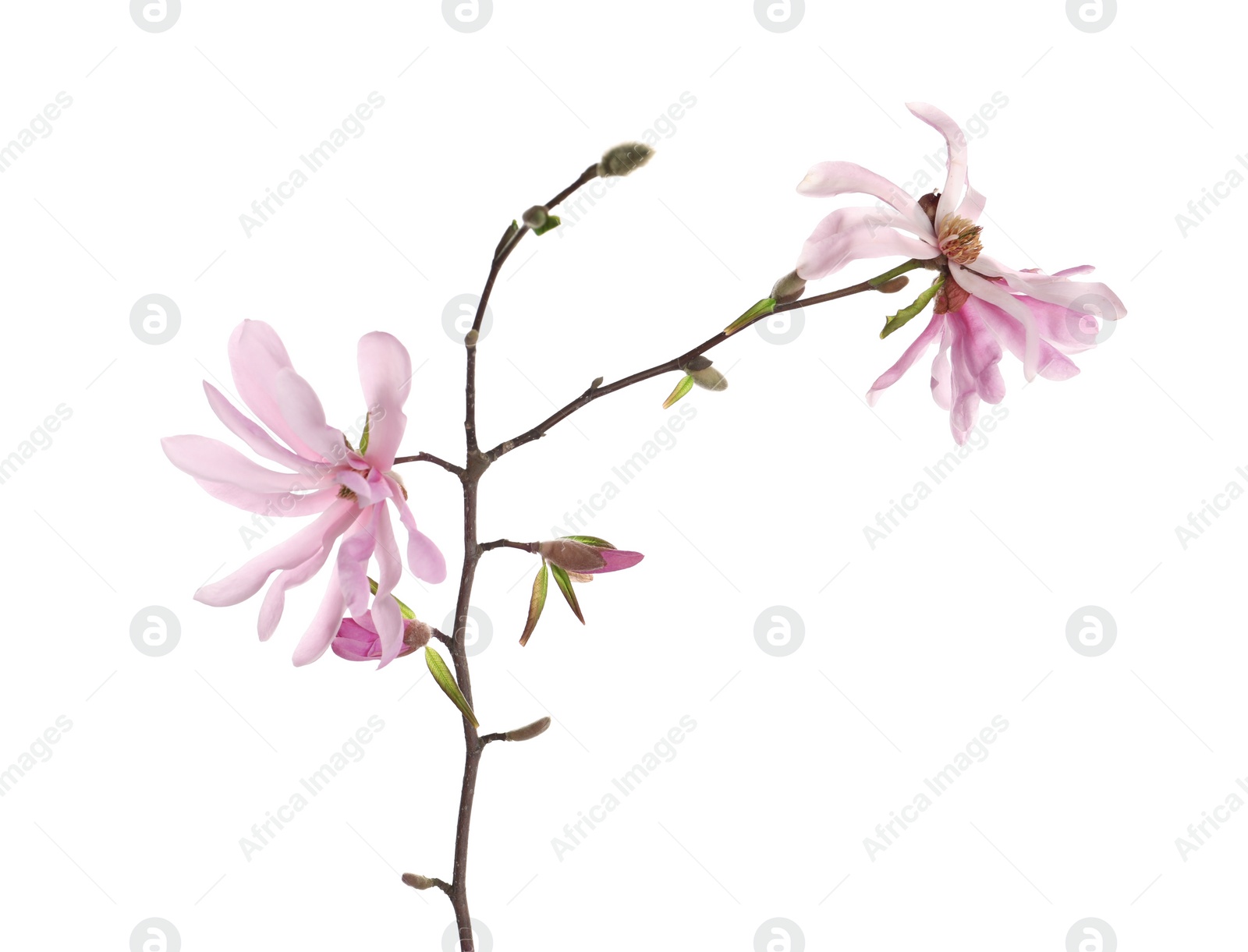 Photo of Magnolia tree branch with beautiful flowers isolated on white