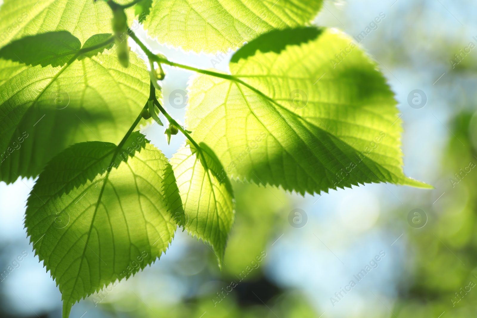 Photo of Tree branch with green leaves on sunny day