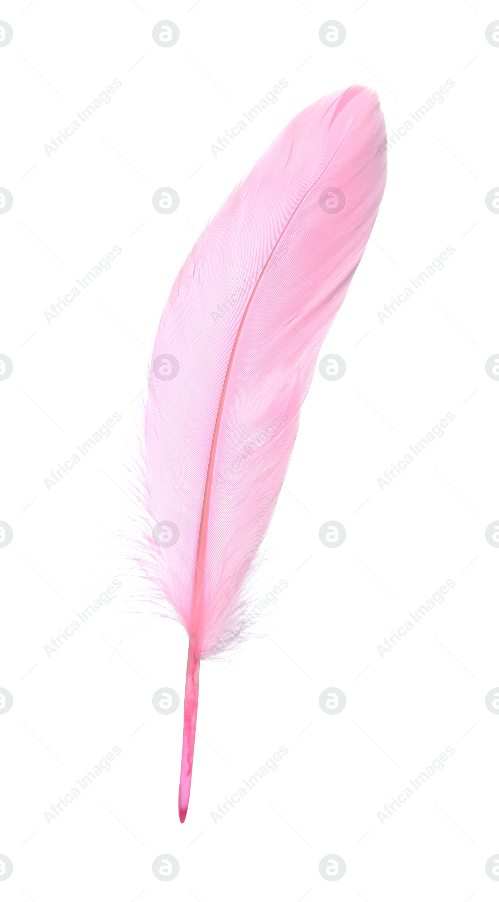 Photo of Fluffy beautiful pink feather isolated on white