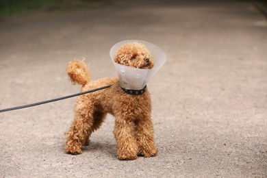 Cute Maltipoo dog with Elizabethan collar outdoors, space for text