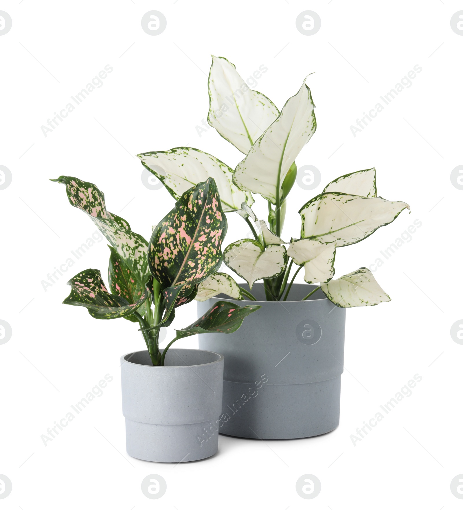 Photo of Beautiful Aglaonema plants in flowerpots isolated on white. House decor