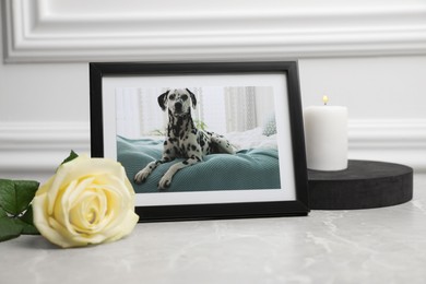 Frame with picture of dog, burning candle and rose flower on light grey table, closeup. Pet funeral