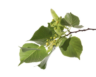 Photo of Linden tree branch with fresh young green leaves and blossom isolated on white