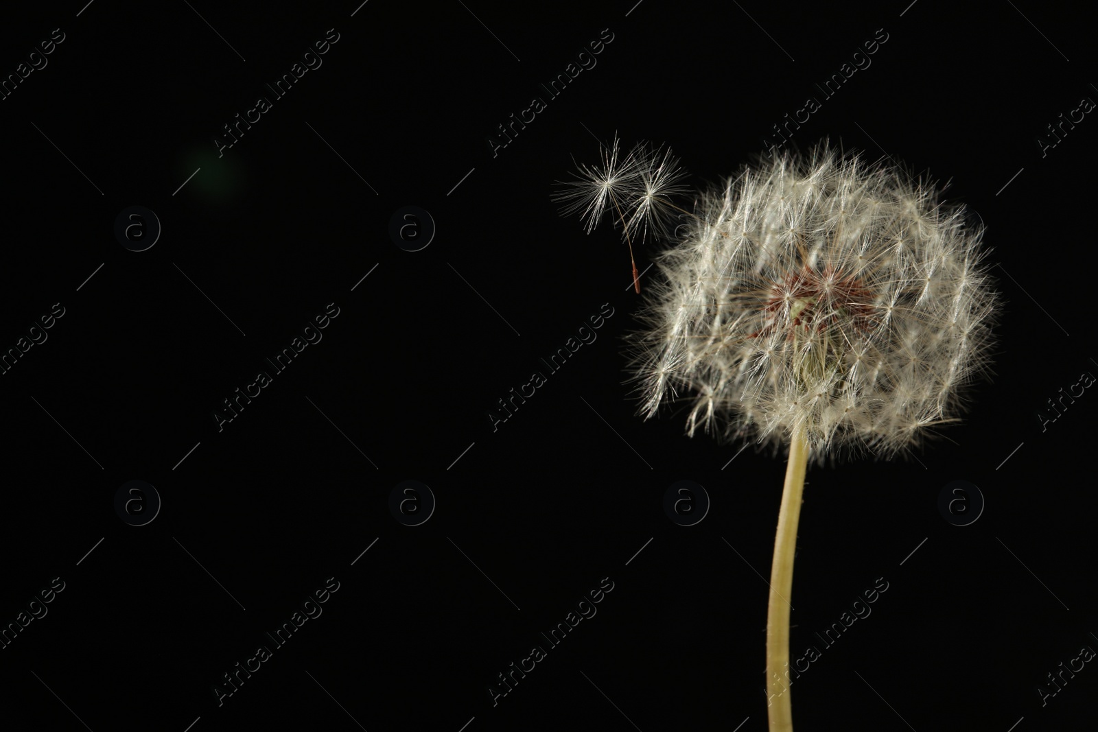 Photo of Beautiful dandelion flower on black background. Space for text