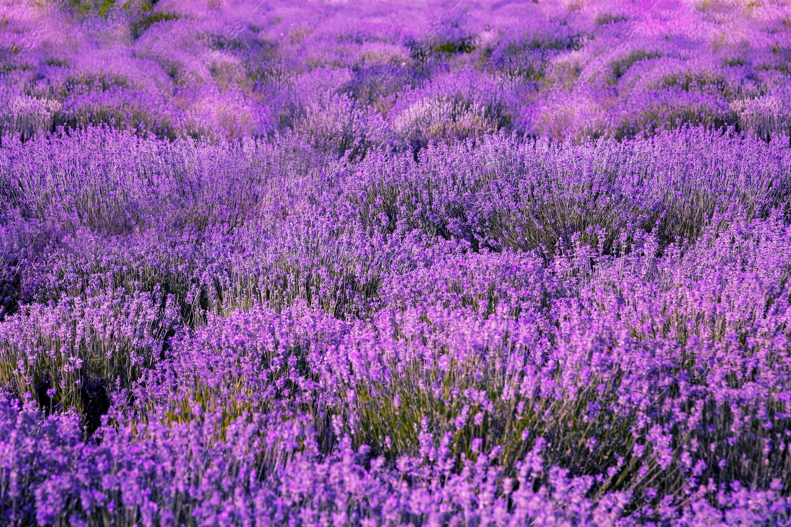 Photo of Beautiful lavender flowers growing in spring field