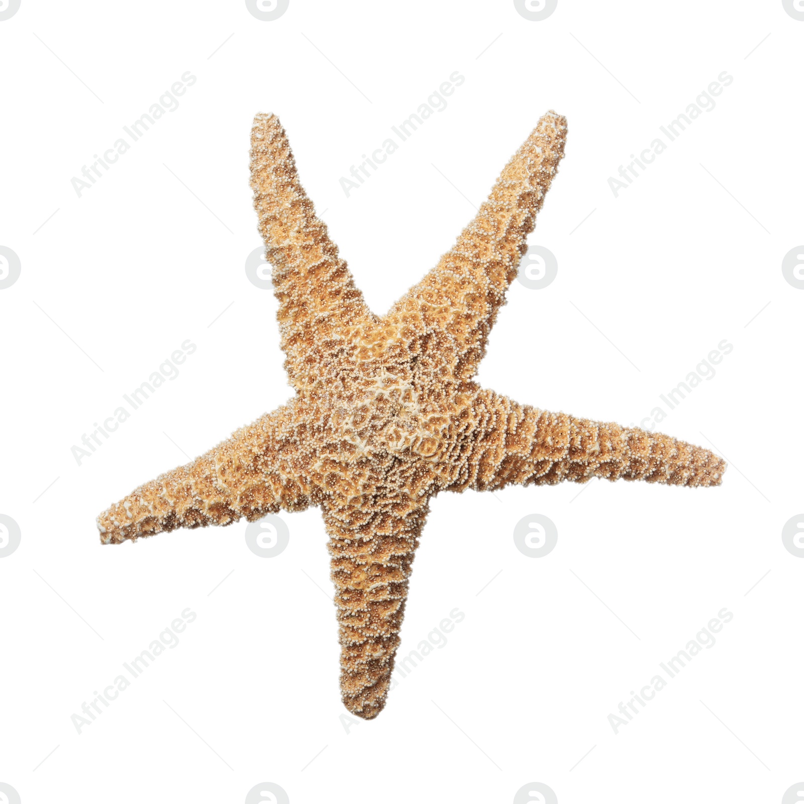 Photo of Beautiful sea star isolated on white. Beach object