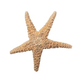 Photo of Beautiful sea star isolated on white. Beach object