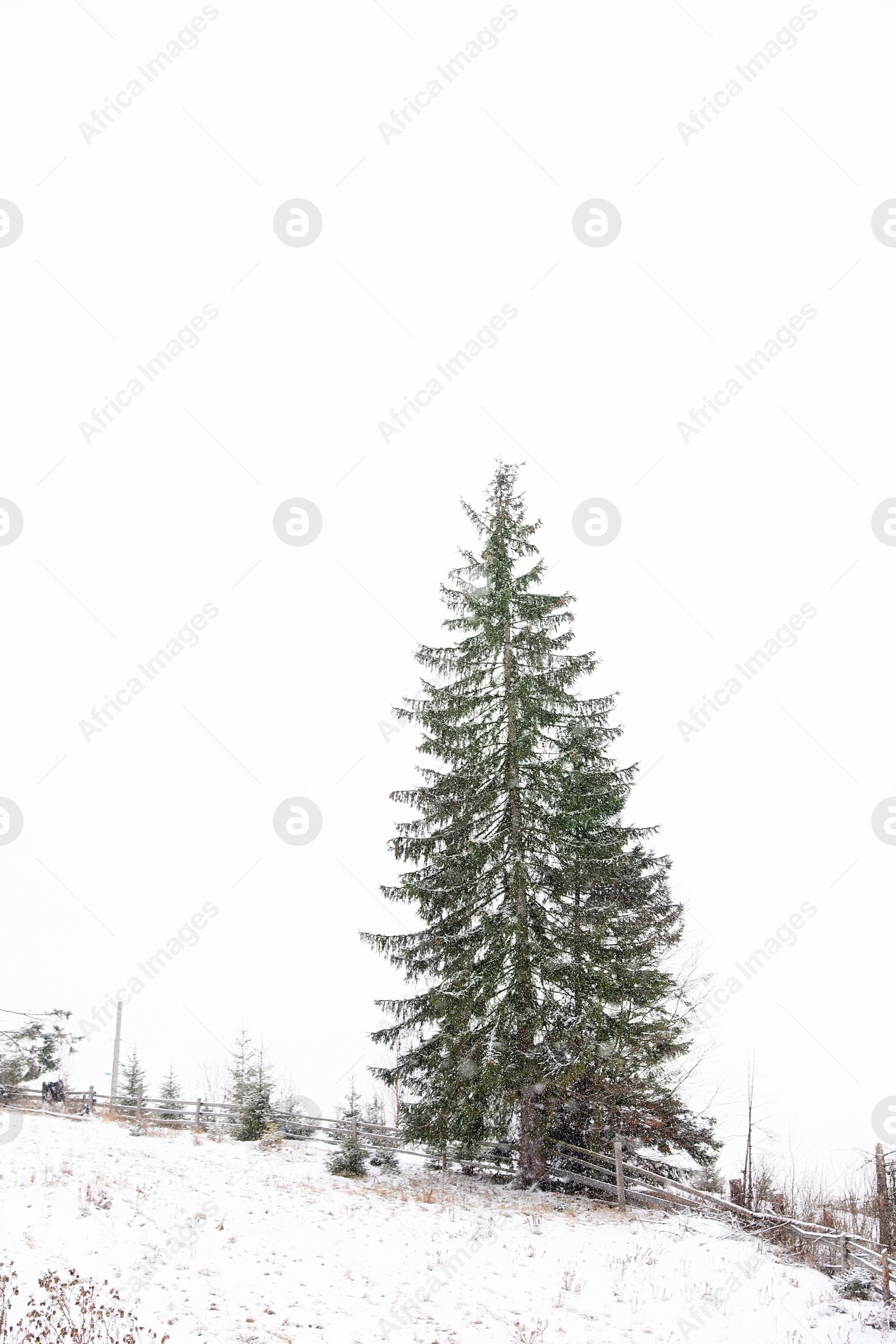 Photo of Beautiful view of tall fir tree on snowy hill. Winter landscape