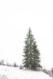 Photo of Beautiful view of tall fir tree on snowy hill. Winter landscape