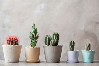 Photo of Beautiful cactuses in pots on table against light background
