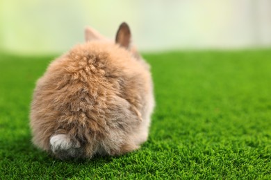 Photo of Cute little rabbit on grass, back view. Space for text