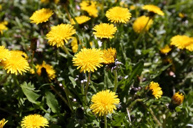 Photo of Beautiful blooming dandelions in green meadow, closeup