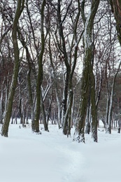 Picturesque view of beautiful forest covered with snow