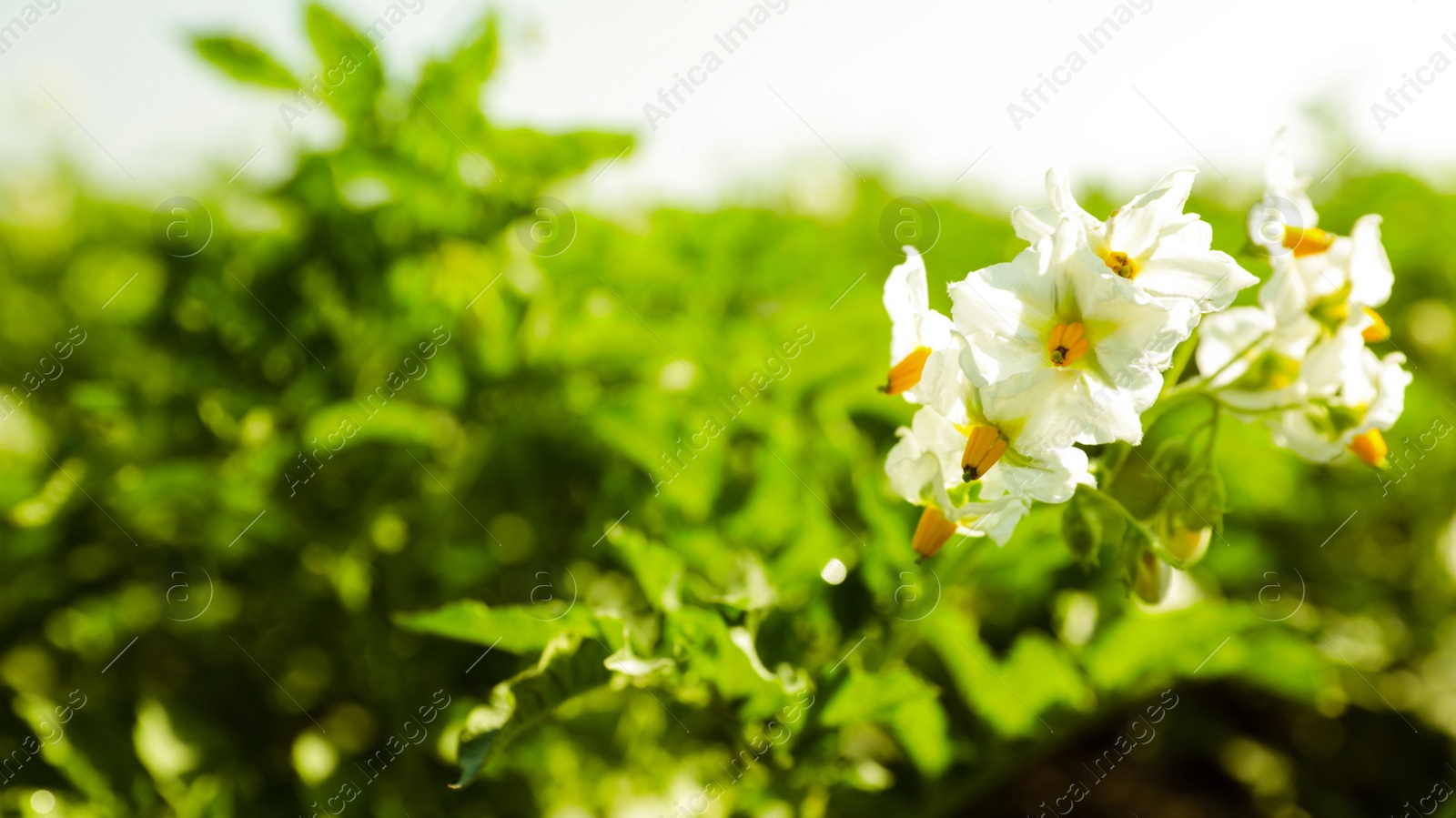 Photo of Blooming potato bushes in field against blue sky, closeup