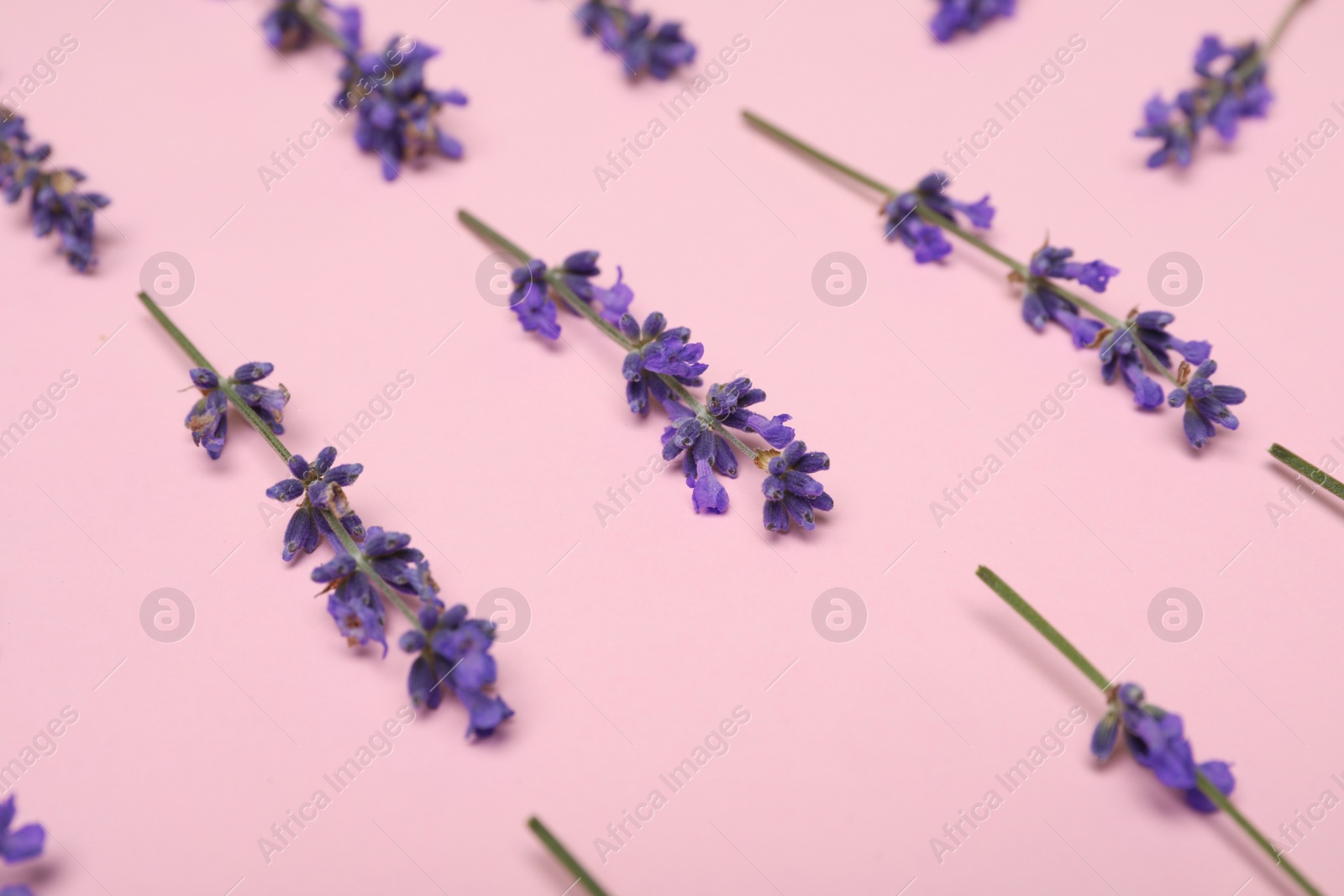 Photo of Beautiful lavender flowers on pink background, closeup