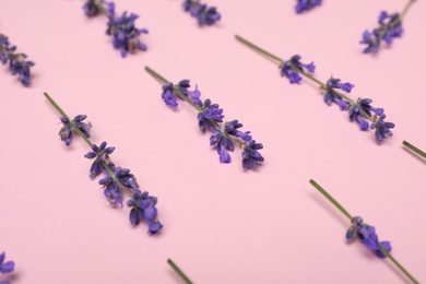 Beautiful lavender flowers on pink background, closeup