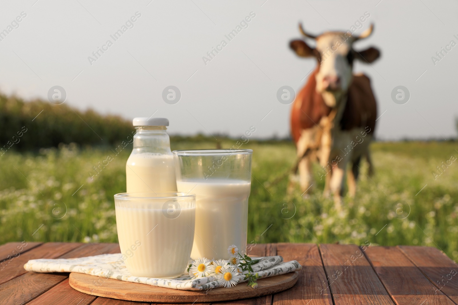 Photo of Milk with camomiles on wooden table and cow grazing in meadow