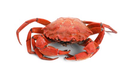 One delicious boiled crab isolated on white